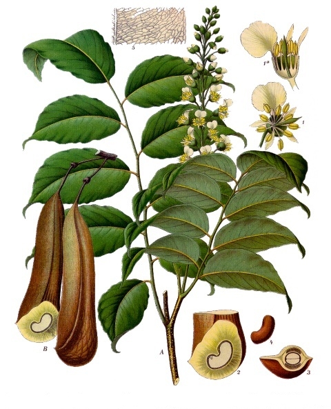 Balsam Peru